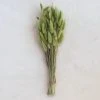 Patina Stores Dried Natural Bunny Tail Grass Bunch
