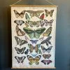 Patina Stores Butterfly Wall Art Scroll
