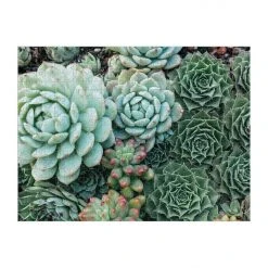 Patina Stores Succulent Garden Double-Sided 500pc Puzzle